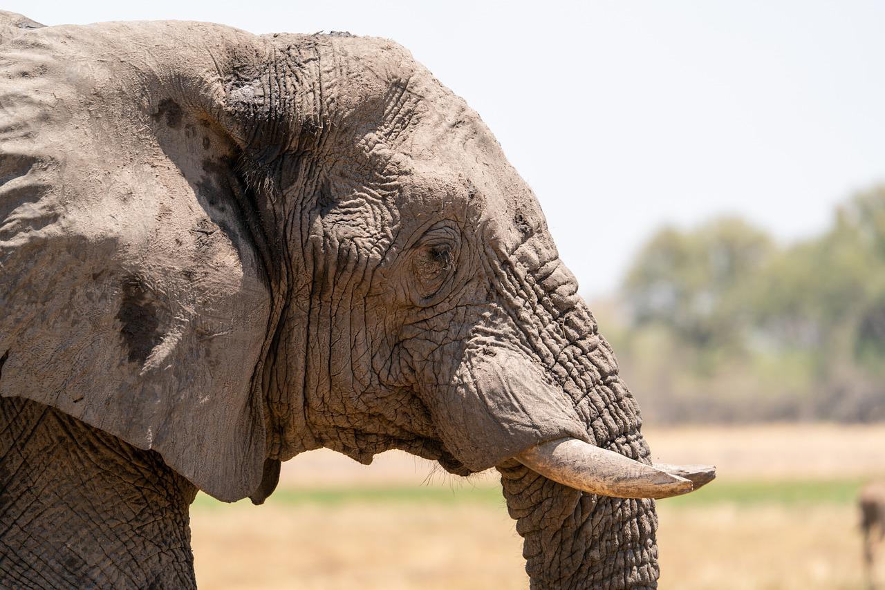 elephant, tusk, head-5798022.jpg